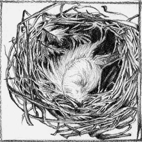 Bald Peak Nest