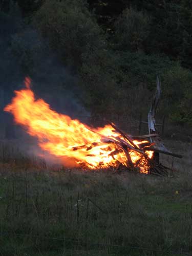 A Nest Burn by Jan Shield