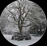 Nest Art by Jan Shield